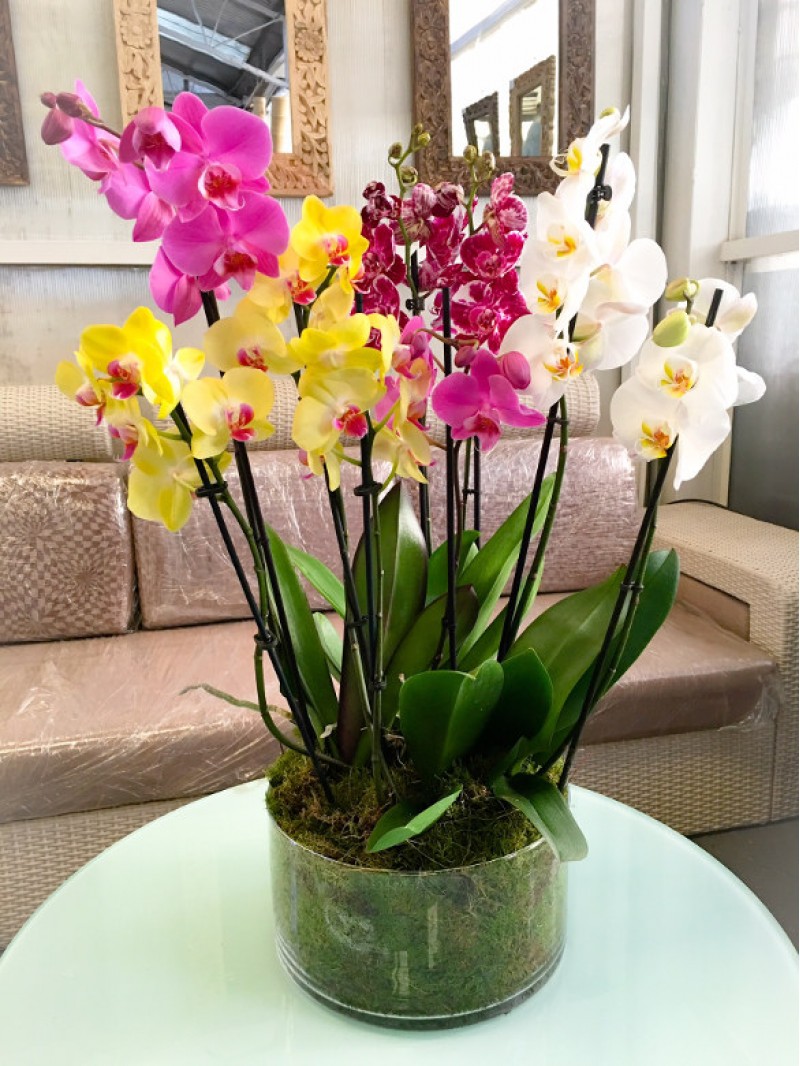 regalar flores orquídeas variadas en cristal