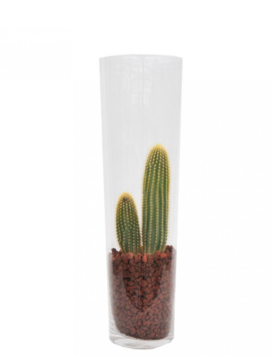 Cactus en jarrón de cristal