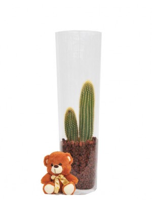 Cactus en jarrón de cristal
