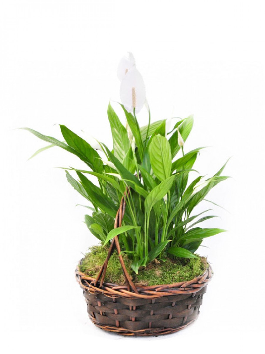 Spathiphyllum en cesta