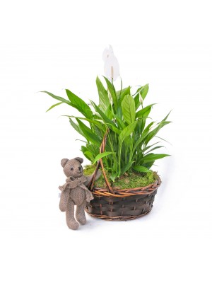 Spathiphyllum en cesta