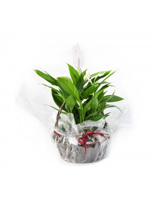 Spathiphyllum en cesta