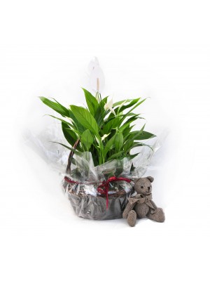 Spathiphyllum en cesta