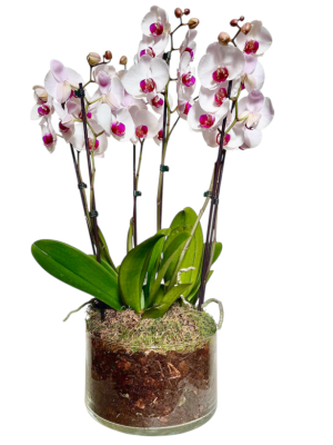 Centro de 3 Orquídeas blancas bicolor en cristal
