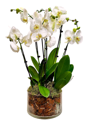 Centro de 3 Orquídeas blancas en cristal