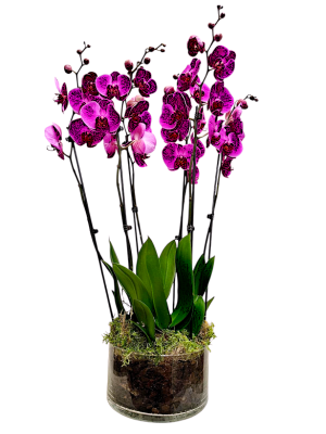 Centro de 3 Orquídeas moradas en cristal