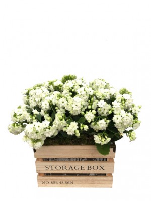 Kalanchoes blancos en caja de madera