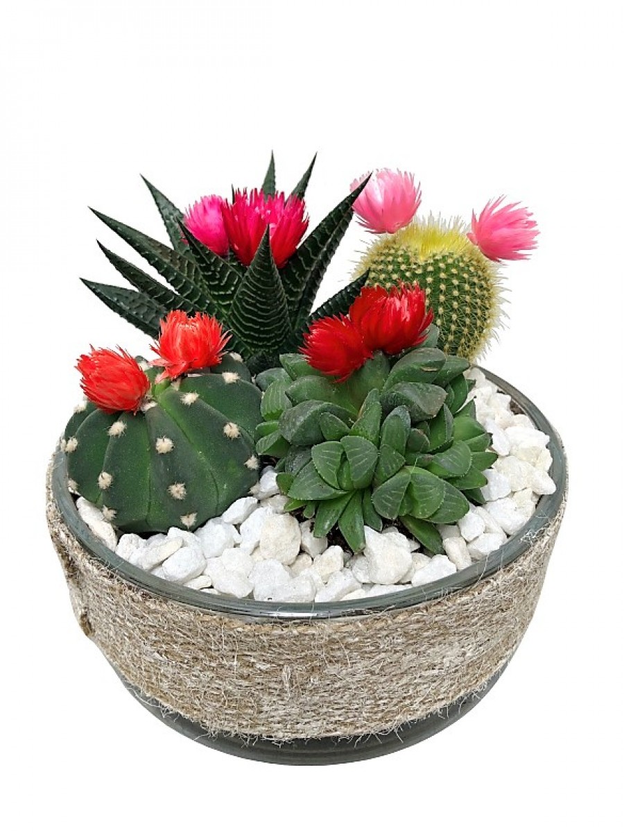 Centro de cactus flor en cristal