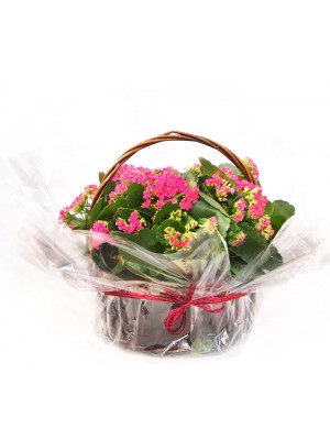 Cesta de 5 Kalanchoes