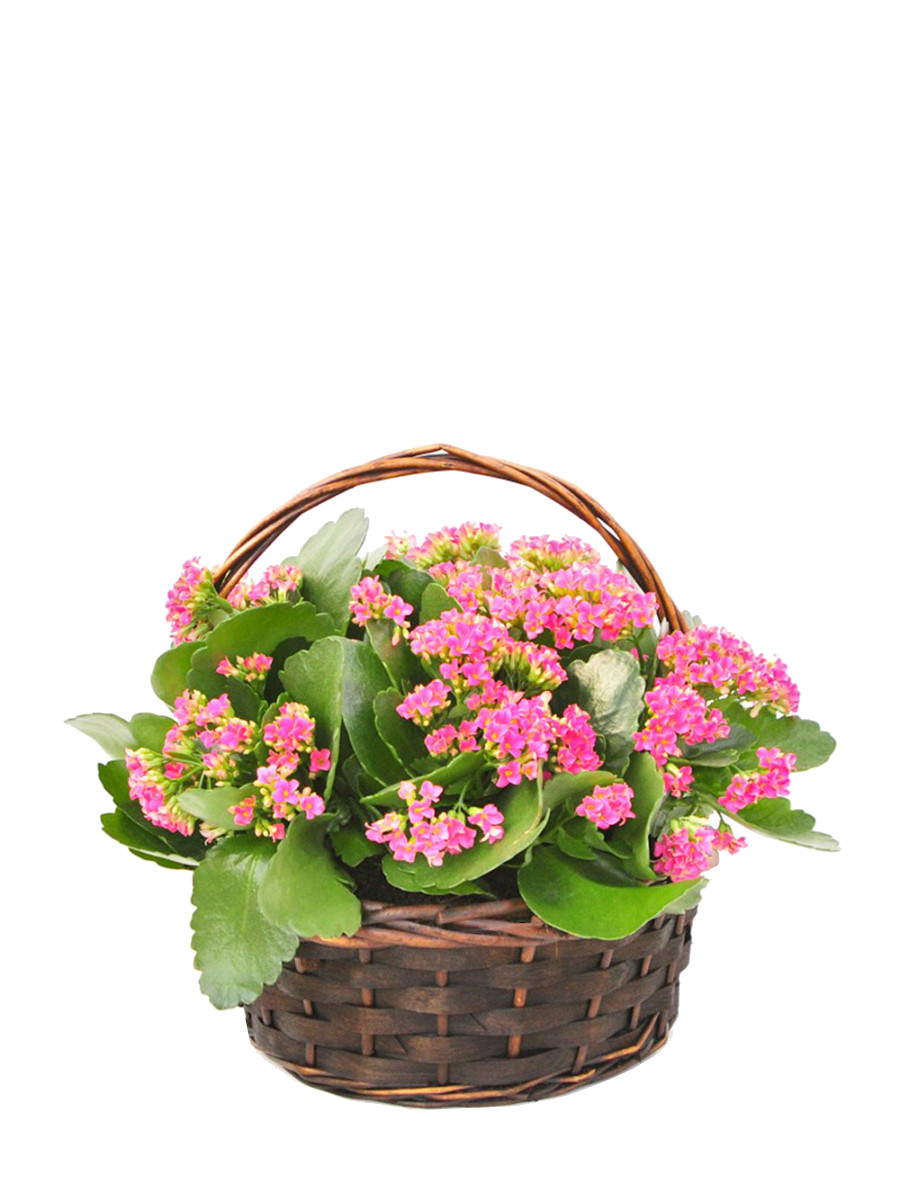 Cesta de 5 Kalanchoes