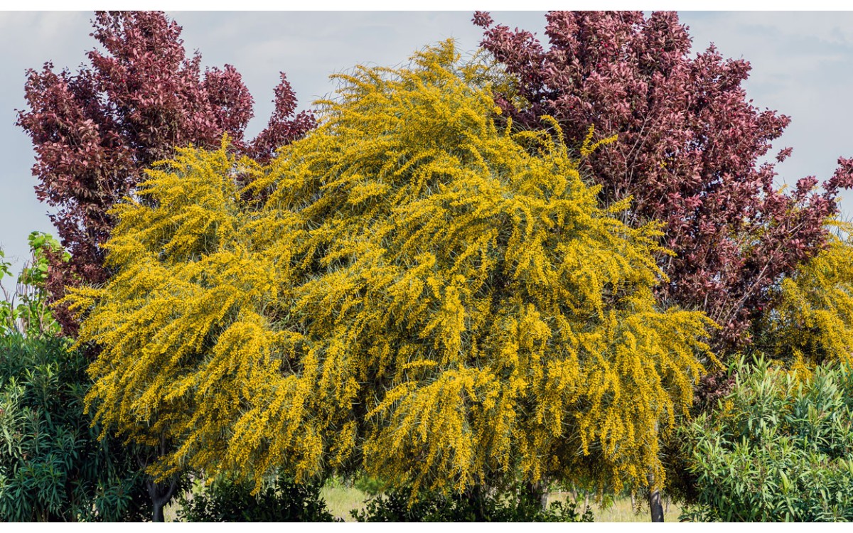 Acacia baileyana F.Muell., Acacia Baileyana o Mimosa Baileyana