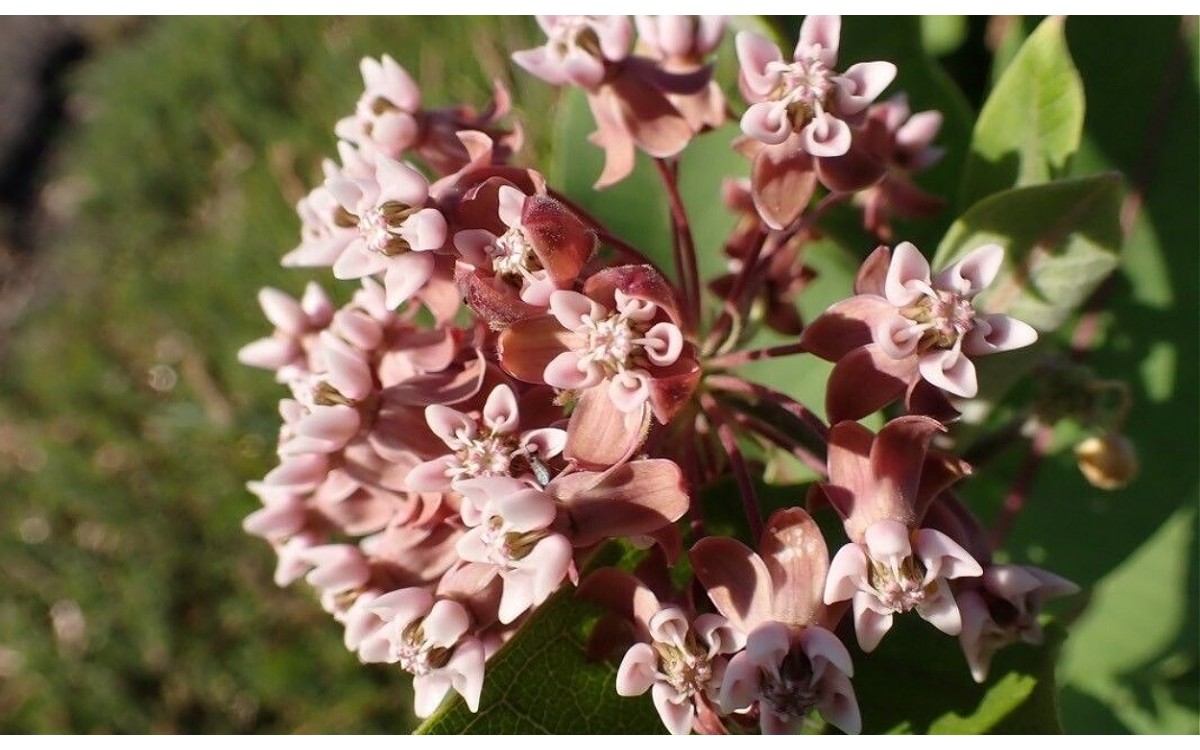 Asclepias syriaca L comúnmente conocida como algodoncillo común, Asclepias, Sirska svilnica