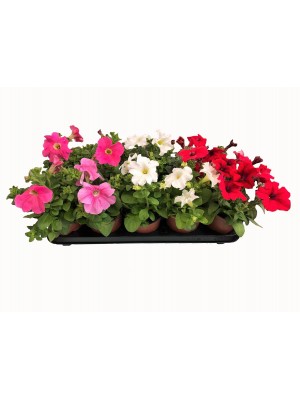 Pack 22 Petunias Variadas  ENTREGA EN 24 HORAS.(DISPONIBLE SOLO PARA MADRID)  