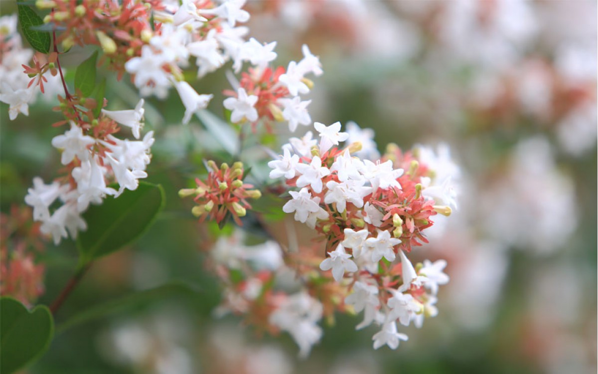 Abelia: hermosas flores para tu jardín