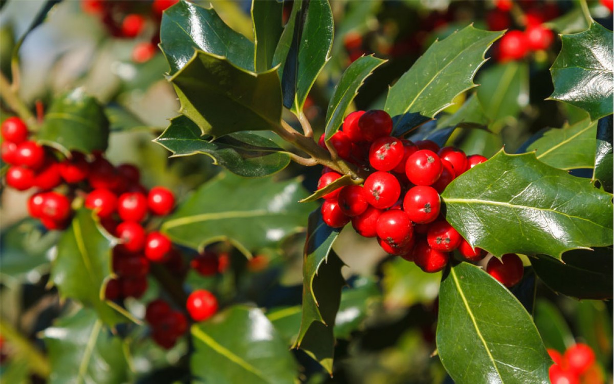 Acebo (Ilex Aquifolium)