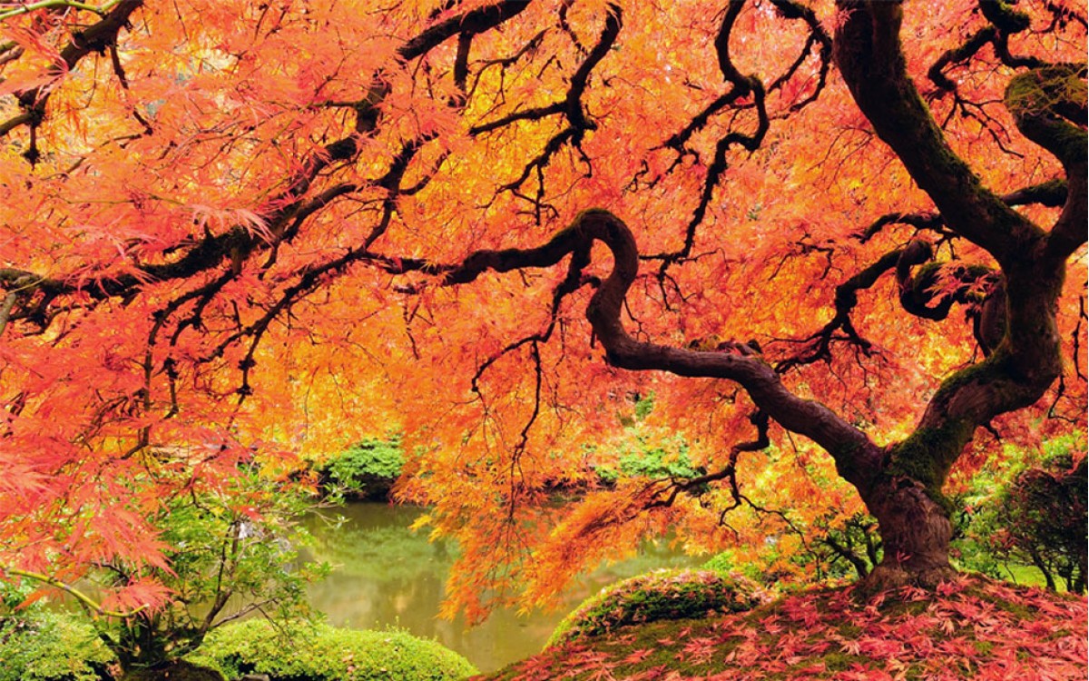 Acer Palmatun: el Arce Japonés