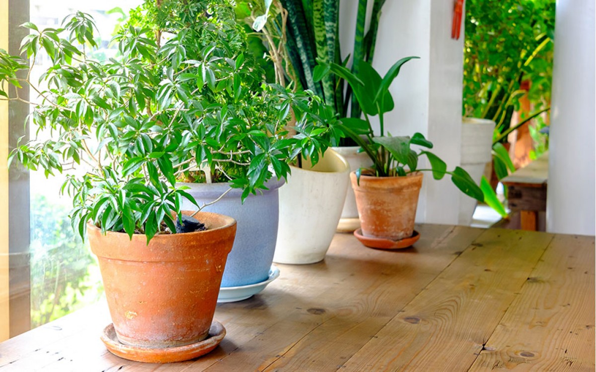 Alegría verde. Decora tu casa con plantas