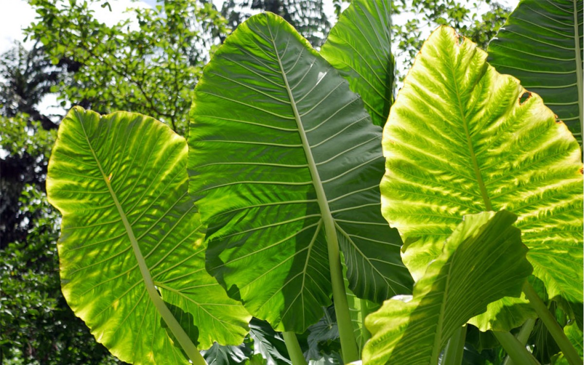 Alocasia: Oreja de Elefante