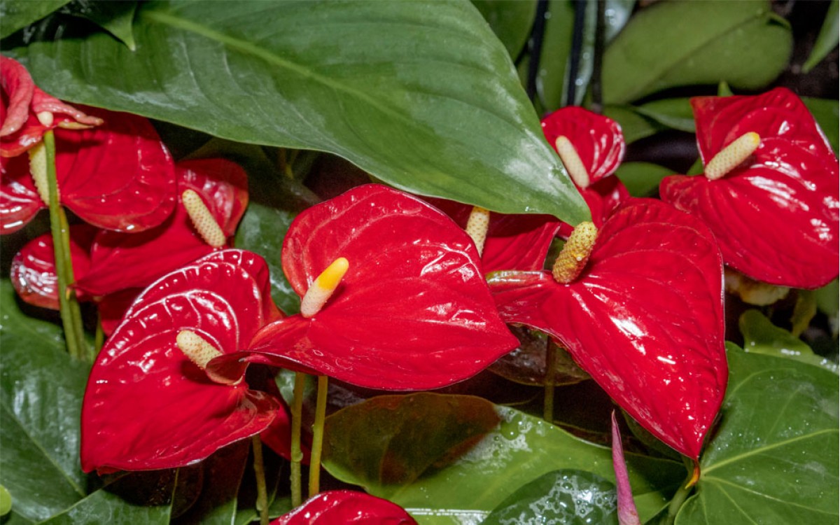 Anthurium o Cala para embellecer tu jardín