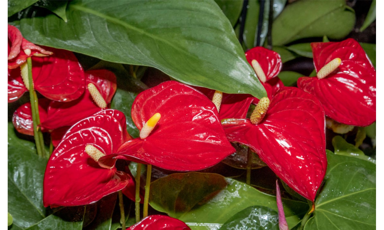 Anthurium o Cala para embellecer tu jardín