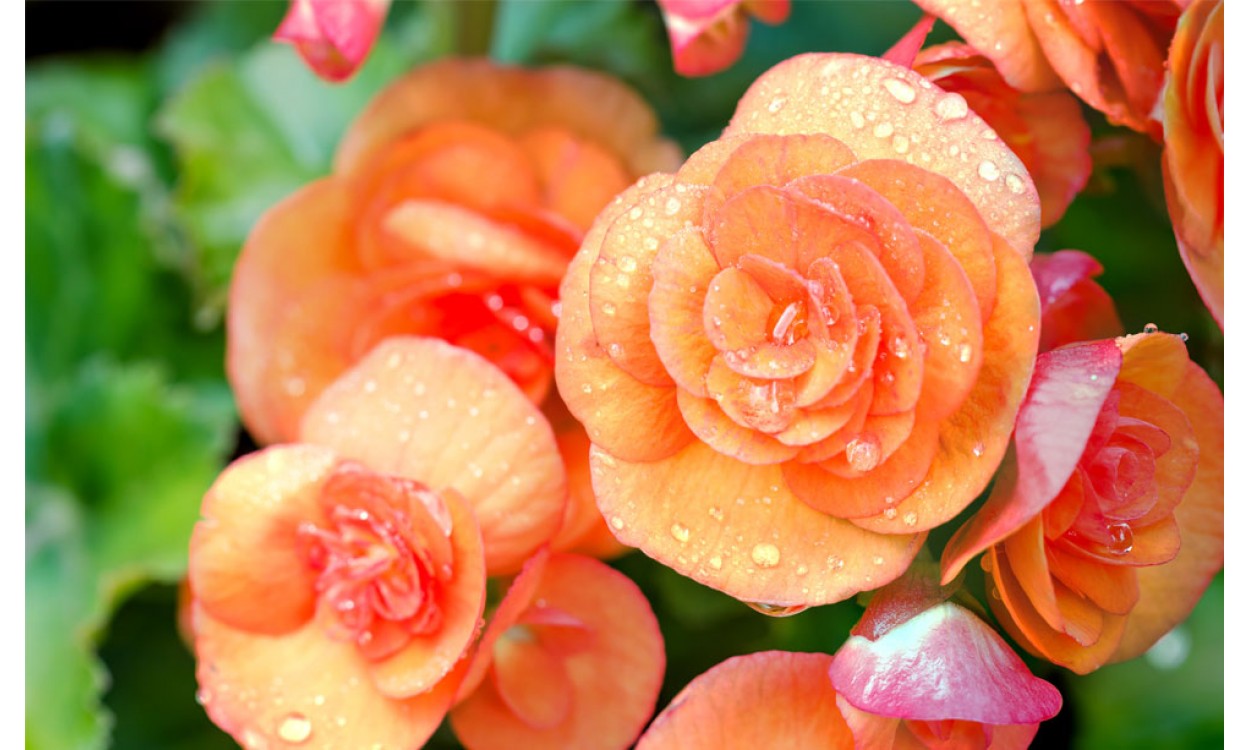 violinista motivo Nutrición Begonia: la flor que le dará color a tus días