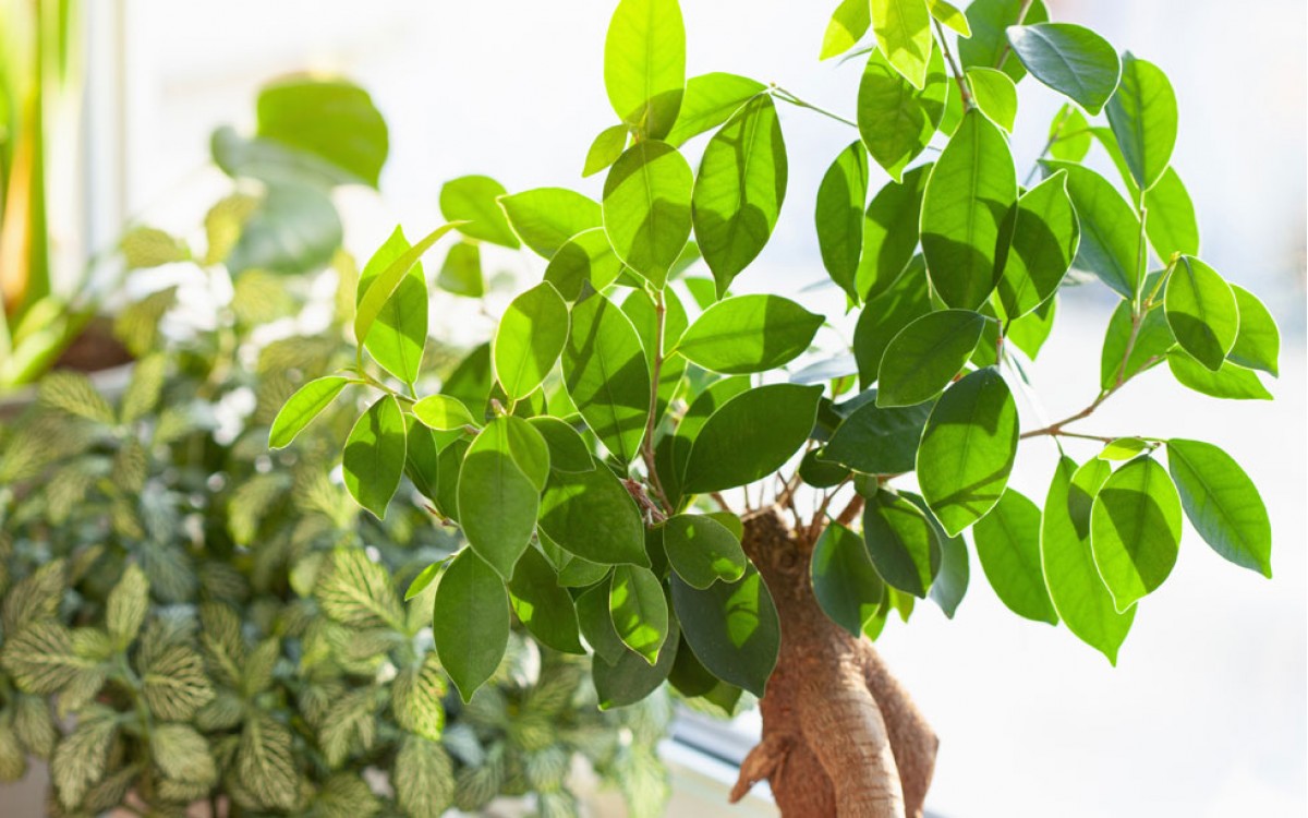 Bonsái de Ficus Ginseng Mediano