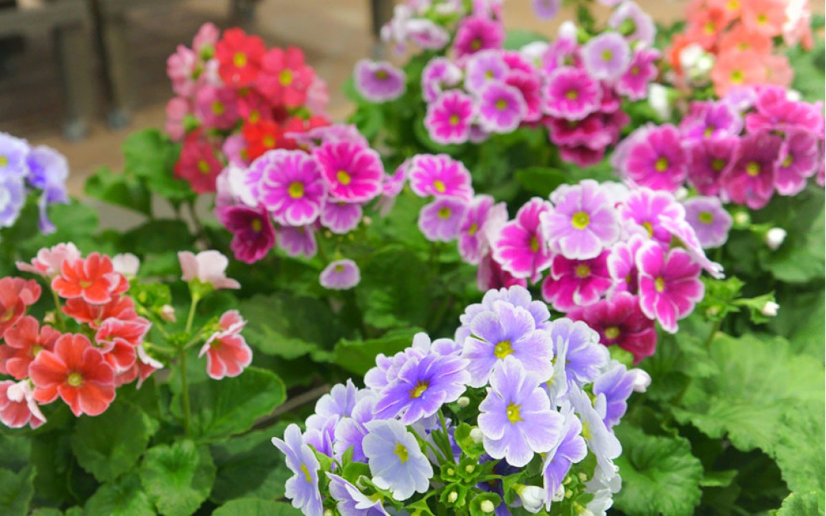 Compra Prímulas para tu Jardín y Alegrar la Llegada de la Primavera 