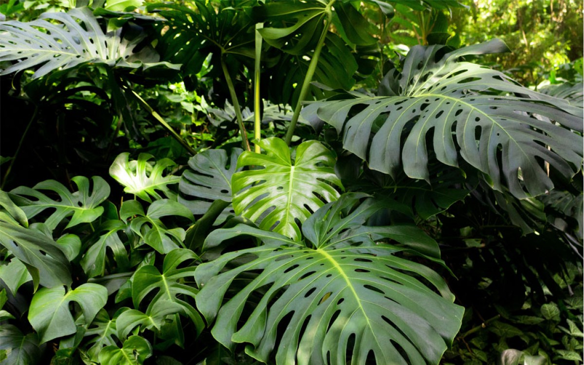 Costilla de Adán: planta ornamental y sus cuidados