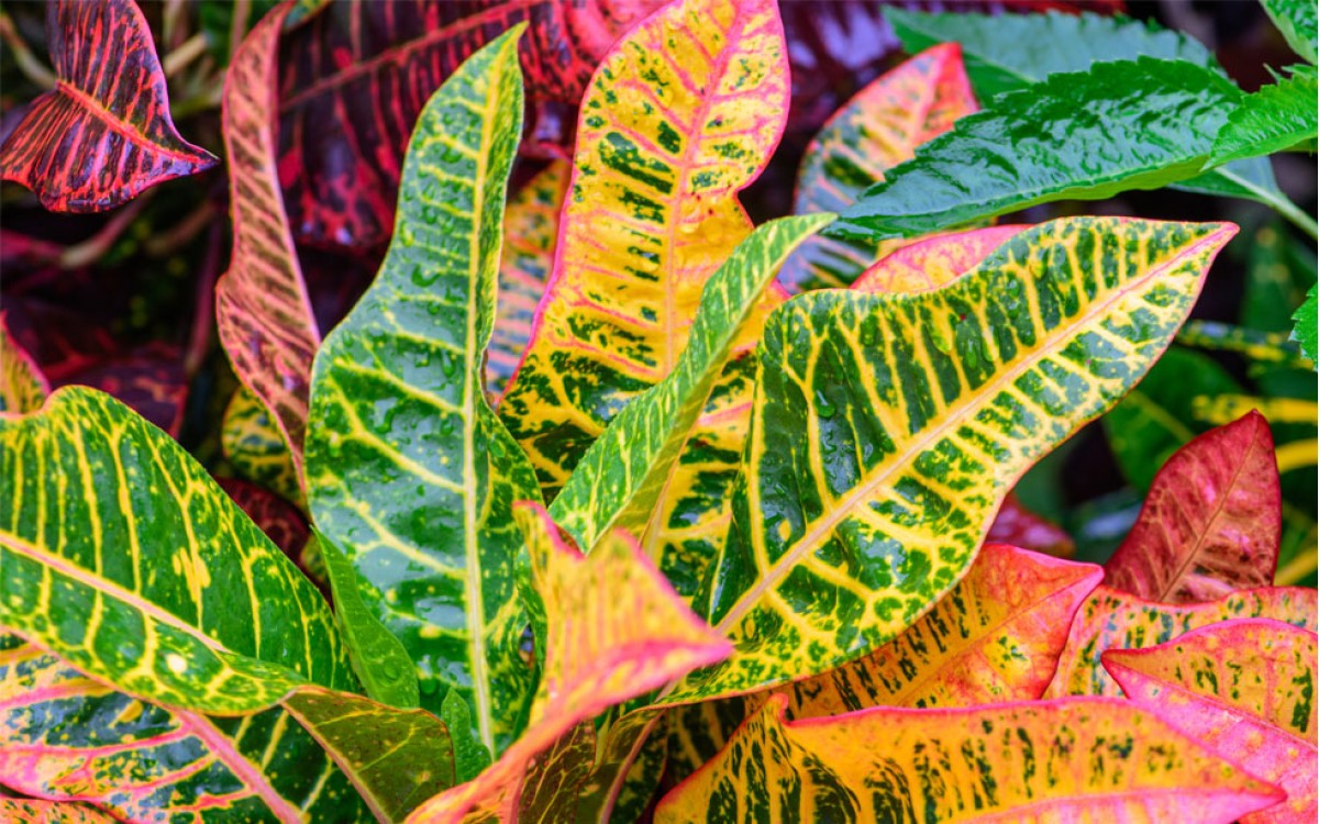 Crotón una excelente planta de interior