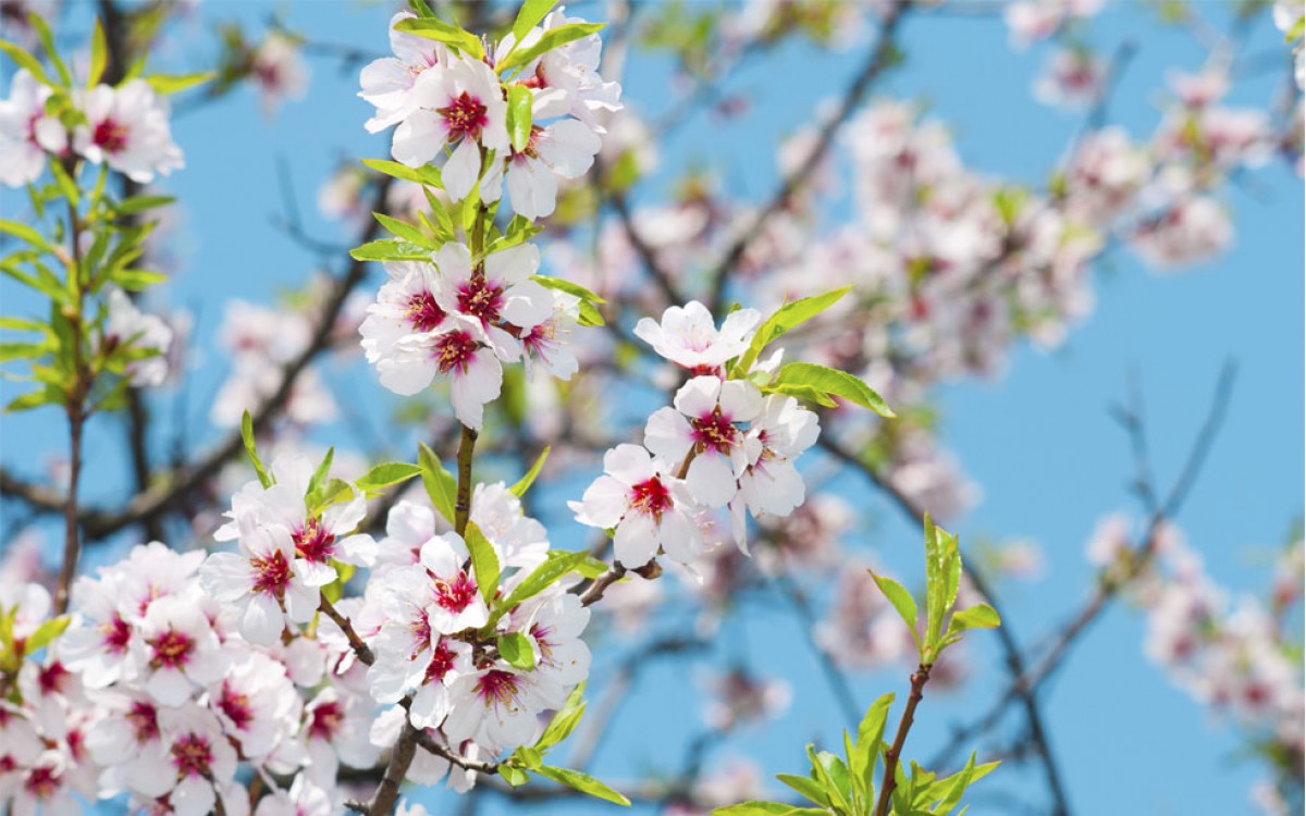 Cultivo y Cuidado del Almendro