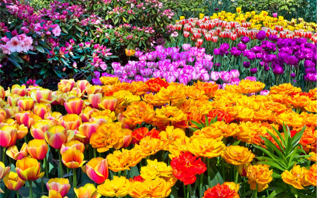 Dale la bienvenida a la primavera con flores de la temporada