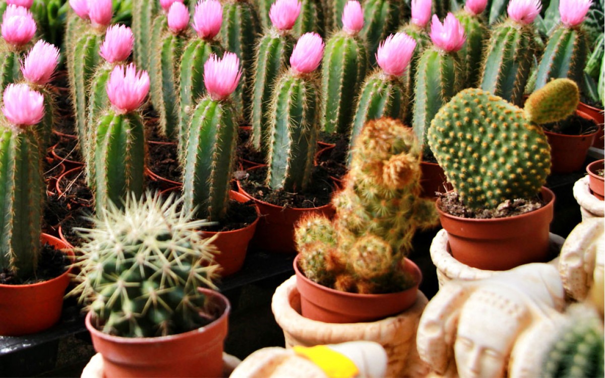 ¿Decidir entre una Crasa o un Cactus?