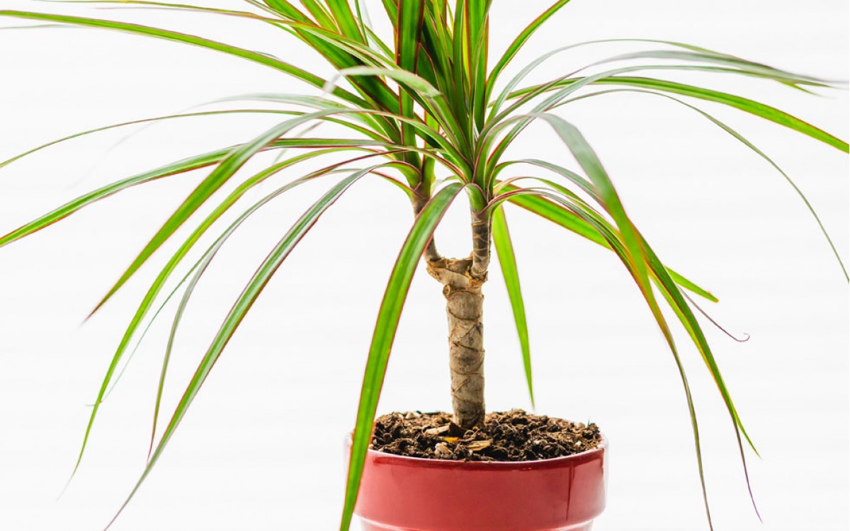 Dracena: árbol de la felicidad