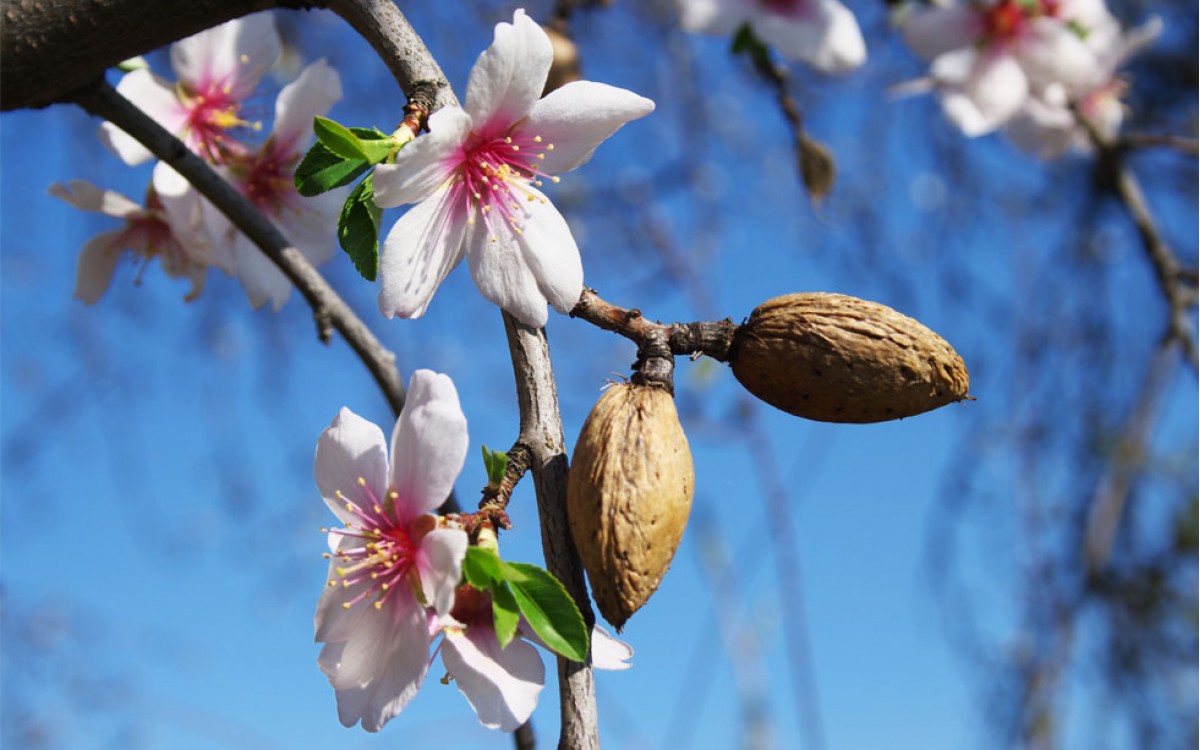 El Almendro y sus decilicosas Almendras