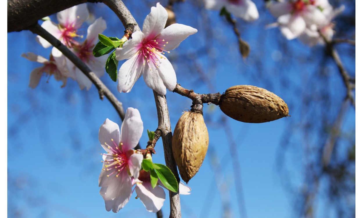 El Almendro y sus decilicosas Almendras