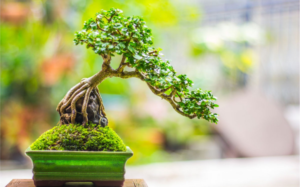 El culto por el Bonsai, una tradición ancestral