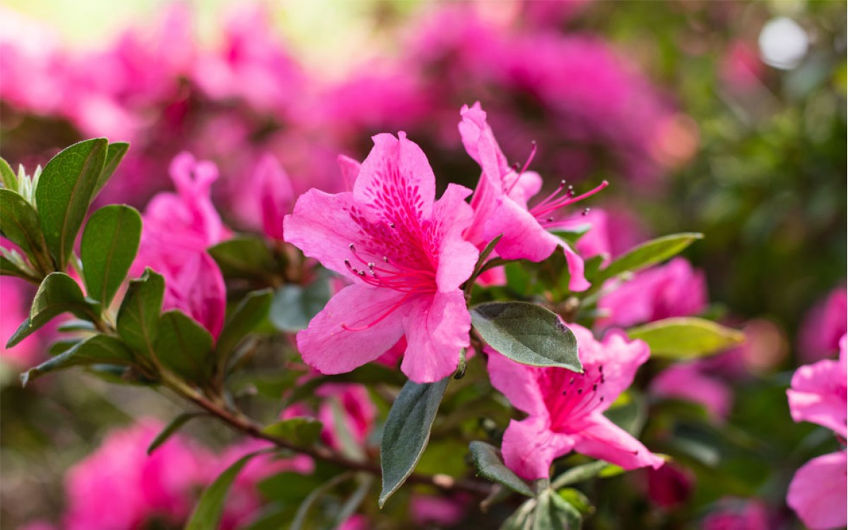 El espectacular florecimiento de la planta de azalea