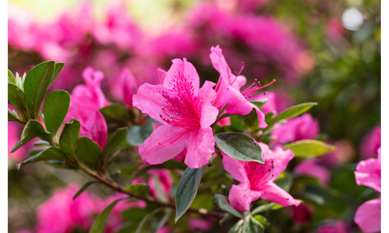 El espectacular florecimiento de la planta de azalea