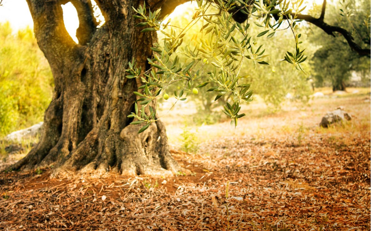 El olivo, algo más que un árbol