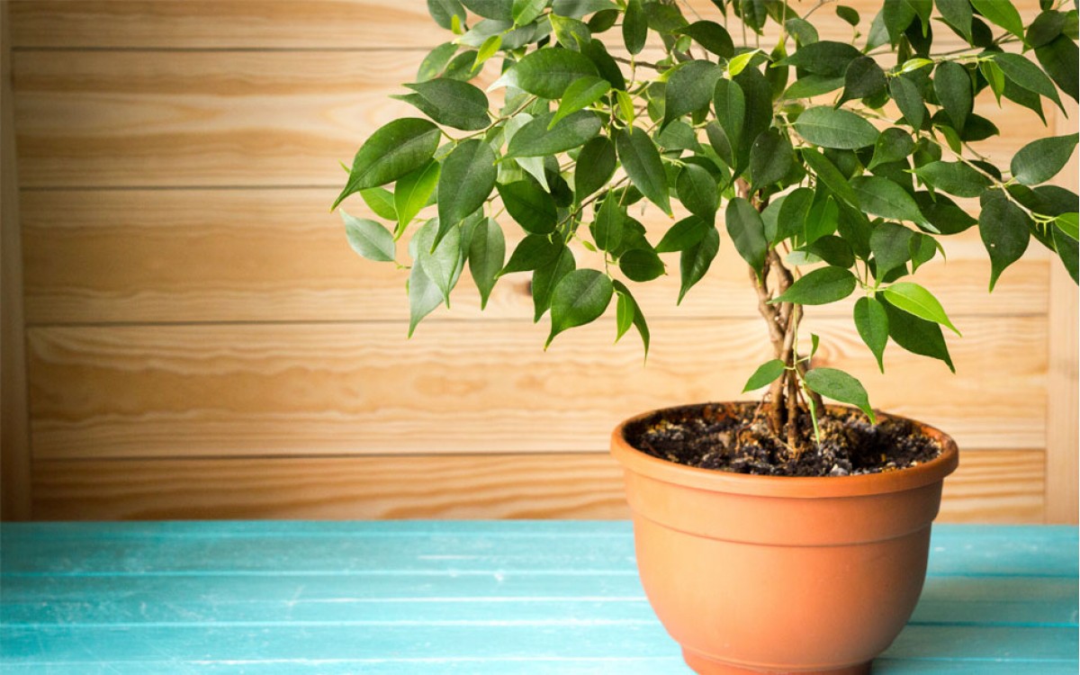 Ficus Benjamina: generalidades y cuidados