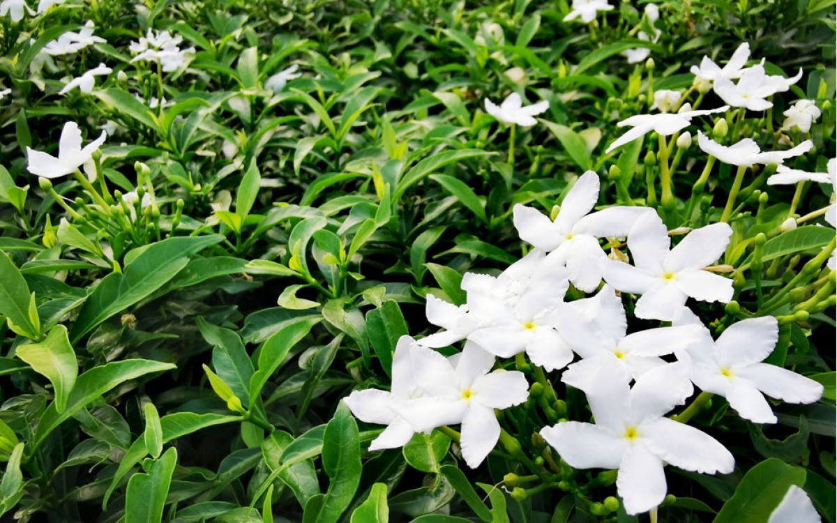 Gardenias: cultivo y cuidados