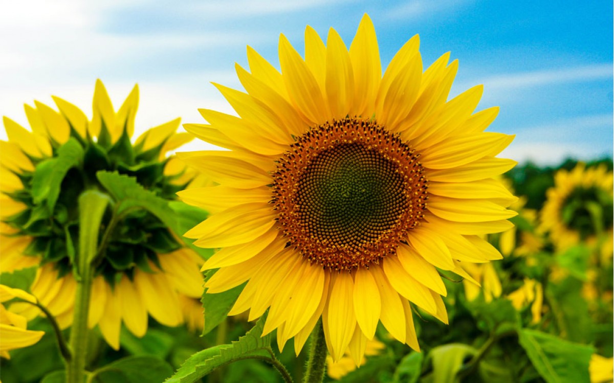 Girasol, el símbolo del Sol