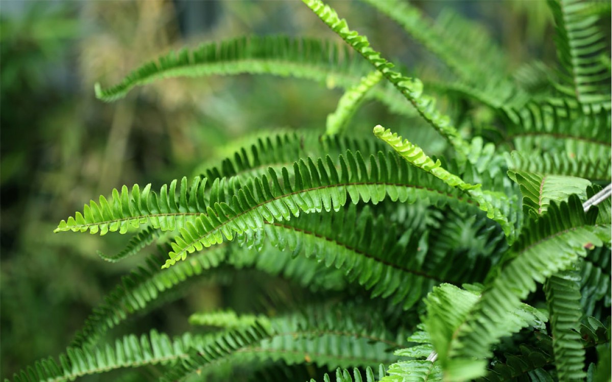 Helechos: bellas y frondosas plantas ancestrales