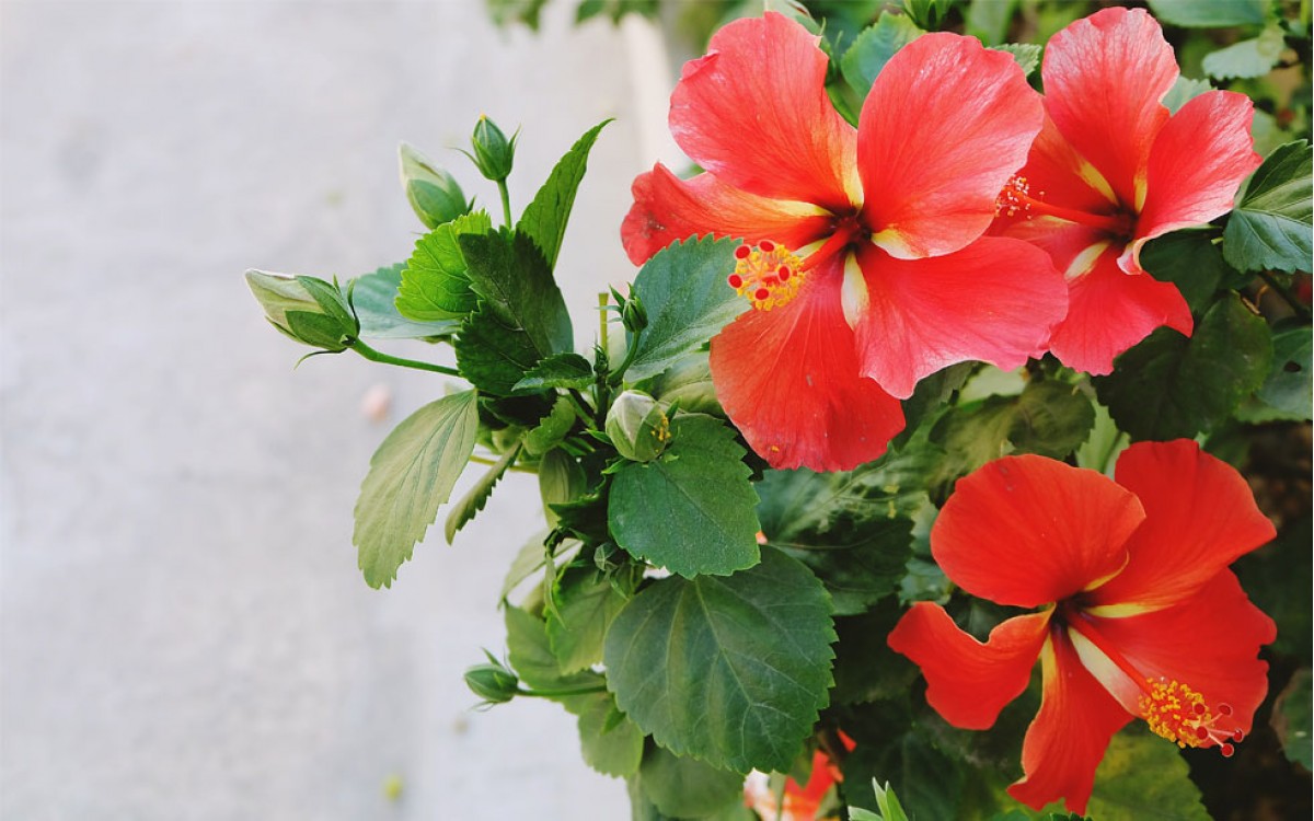 Hibiscus la Flor del Beso