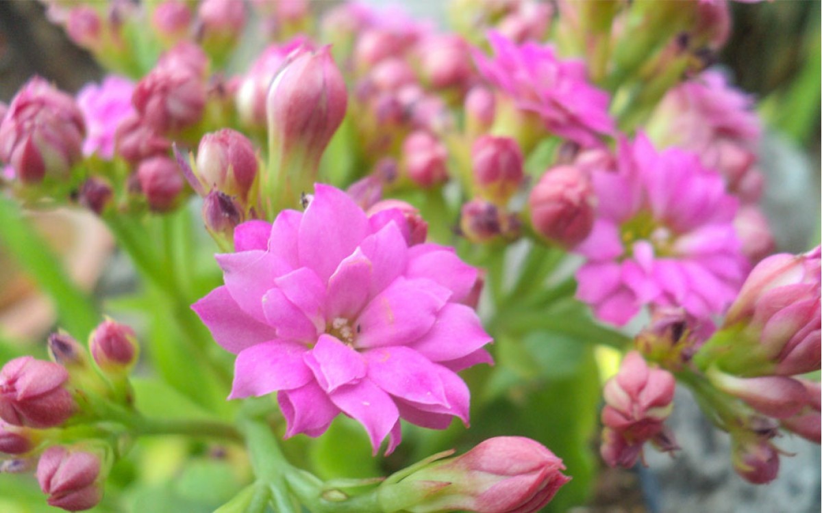 Kalanchoe, una planta de grandes beneficios