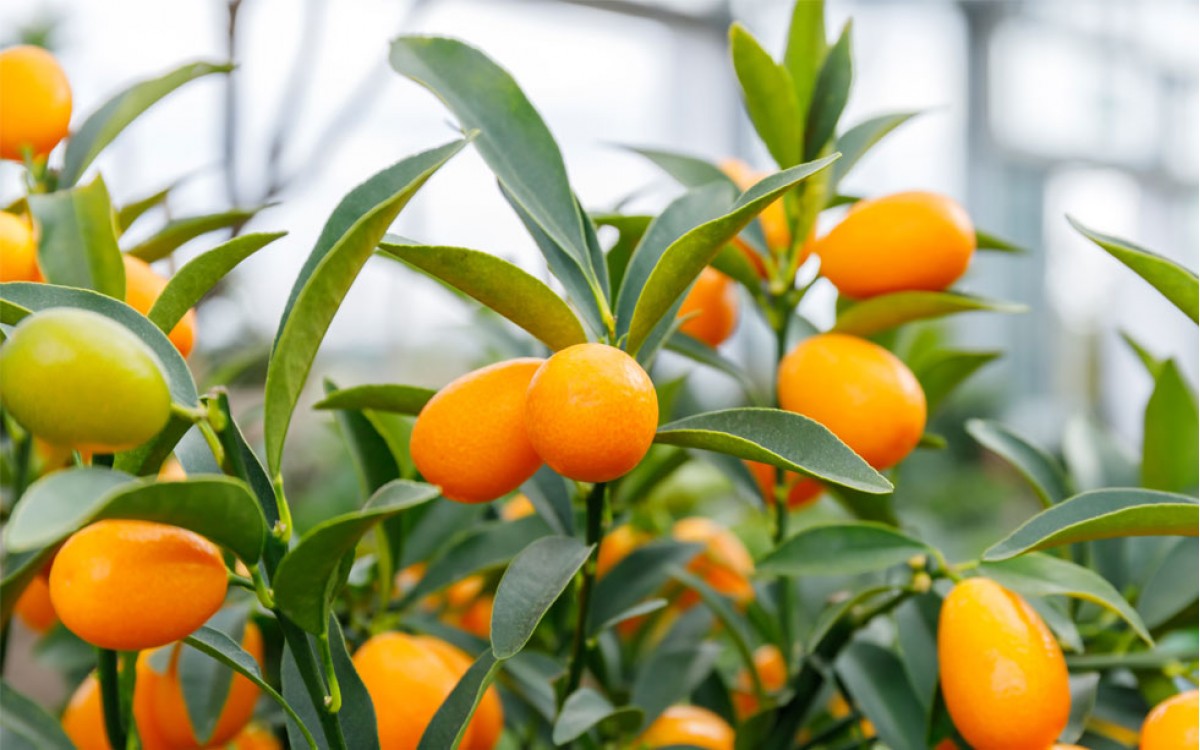 Kumquat o Naranja China: deliciosa y aromática 