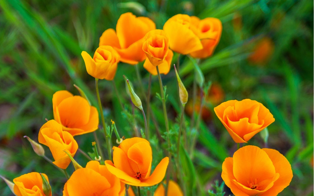 La Amapola de California, una flor silvestre con carácter Real.