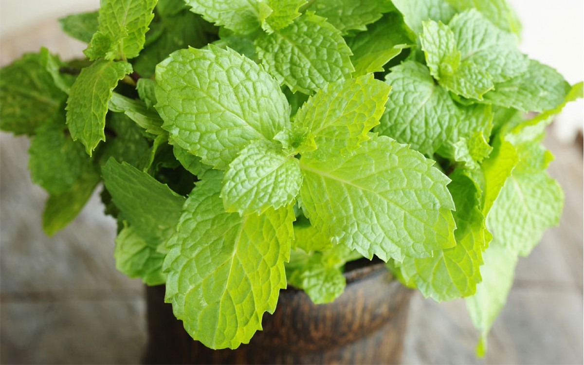 La Menta una hierba perfecta para relajarte con tu mojito en una tarde veraniega.