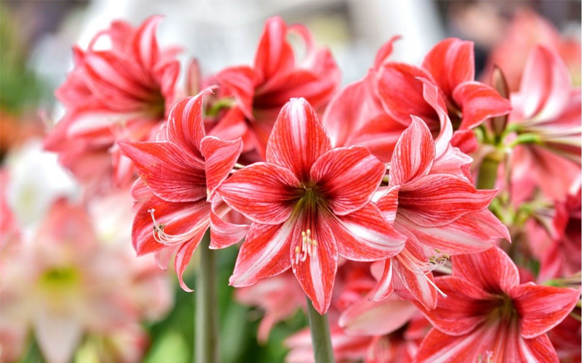 La amarilis: una flor perfecta para tenerla en casa