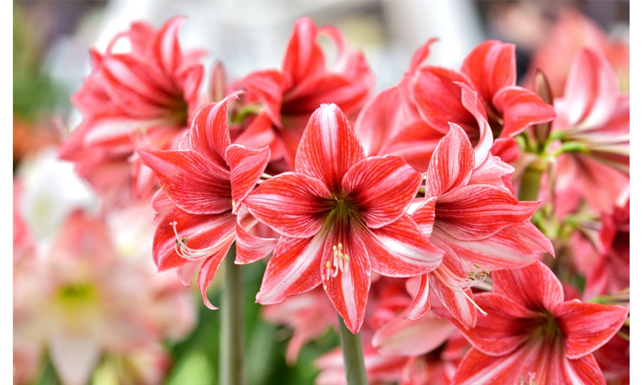 La amarilis: una flor perfecta para tenerla en casa